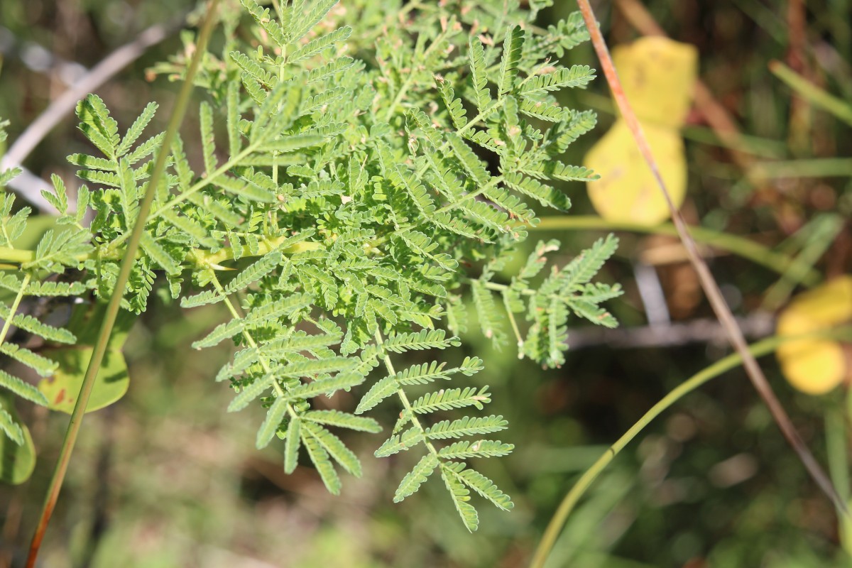 Vachellia planifrons (Wight & Arn.) Ragup., Seigler, Ebinger & Maslin